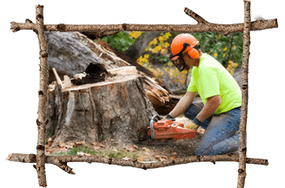 Stump Removal & Grinding