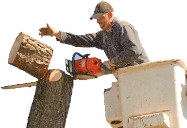 Stump Removal & Stump Grinding Services